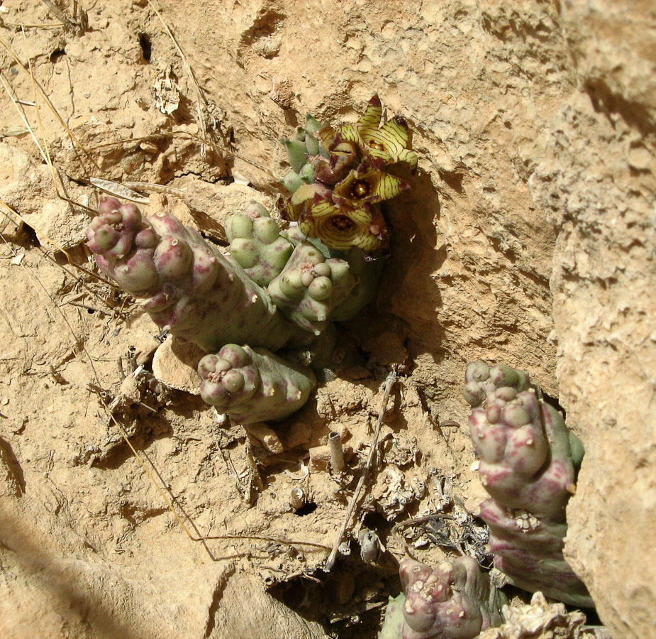 Image of Caralluma europaea specimen.