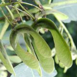 Acer velutinum