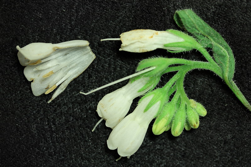 Image of Symphytum &times; uplandicum specimen.