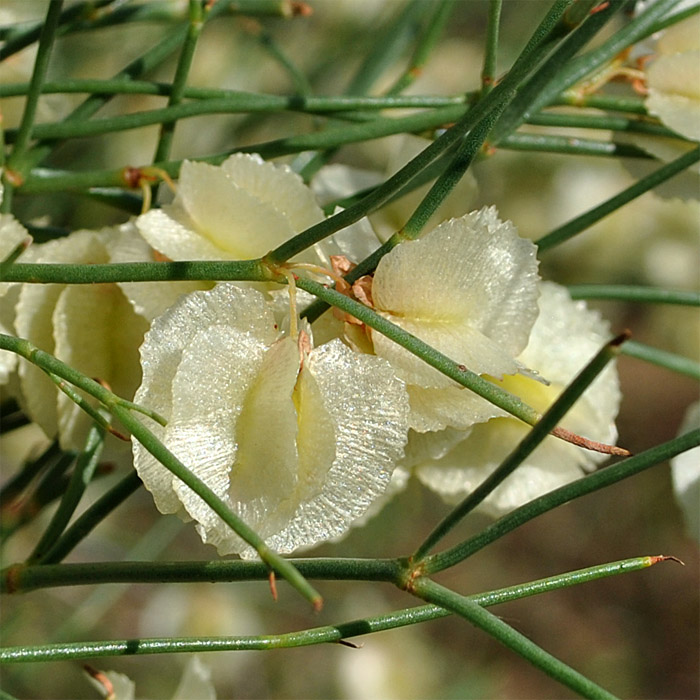 Image of Calligonum aphyllum specimen.