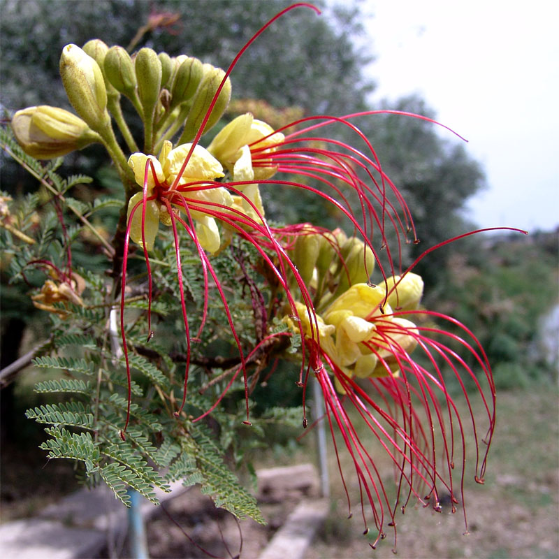 Изображение особи Caesalpinia gilliesii.