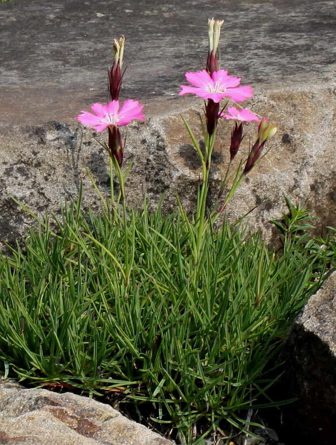 Изображение особи Dianthus pavonius.