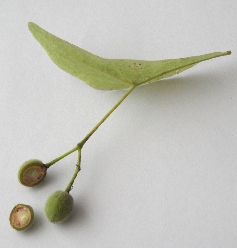 Image of Tilia europaea specimen.