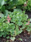 Heuchera sanguinea
