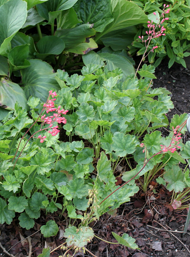 Image of Heuchera sanguinea specimen.