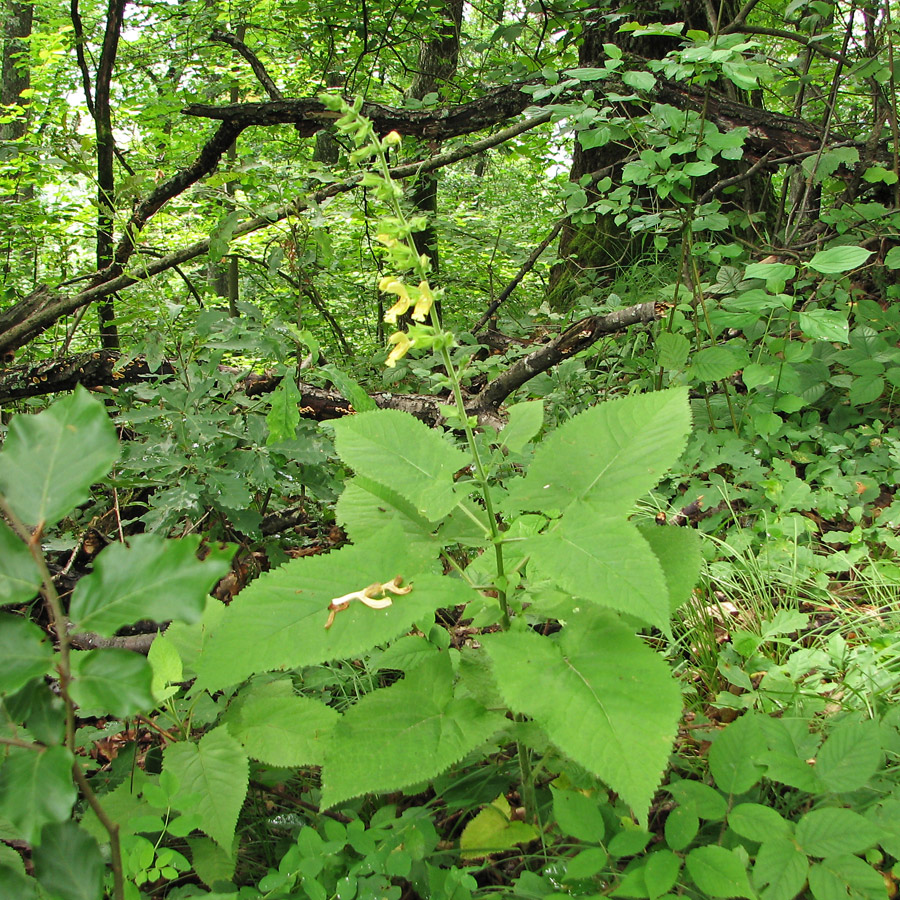 Изображение особи Salvia glutinosa.