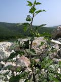 Solanum nigrum ssp. schultesii