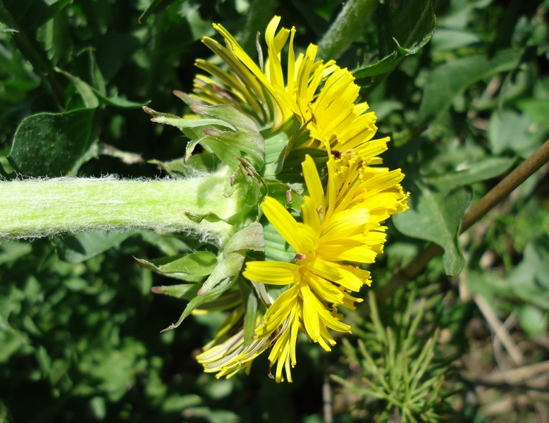 Image of genus Taraxacum specimen.