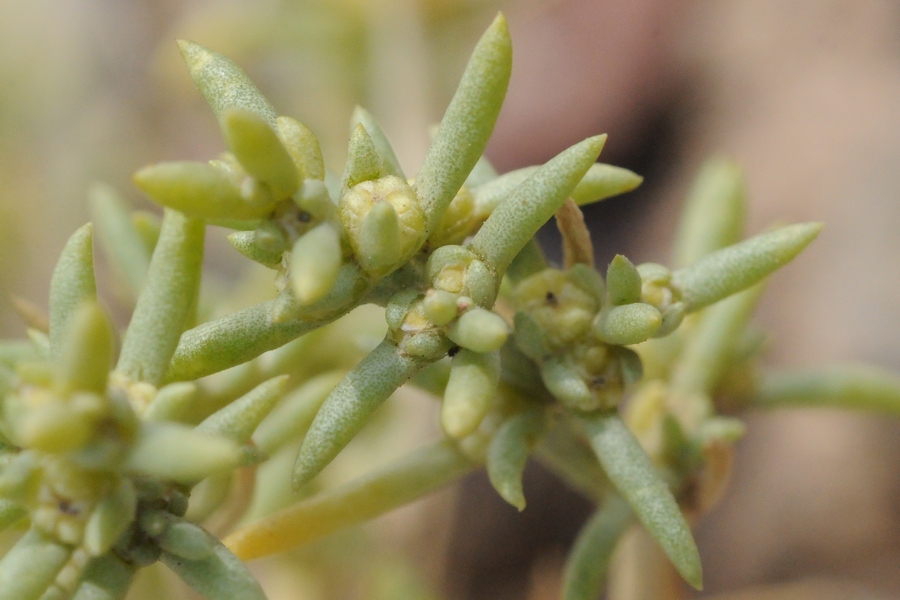 Image of Arthrophytum longibracteatum specimen.