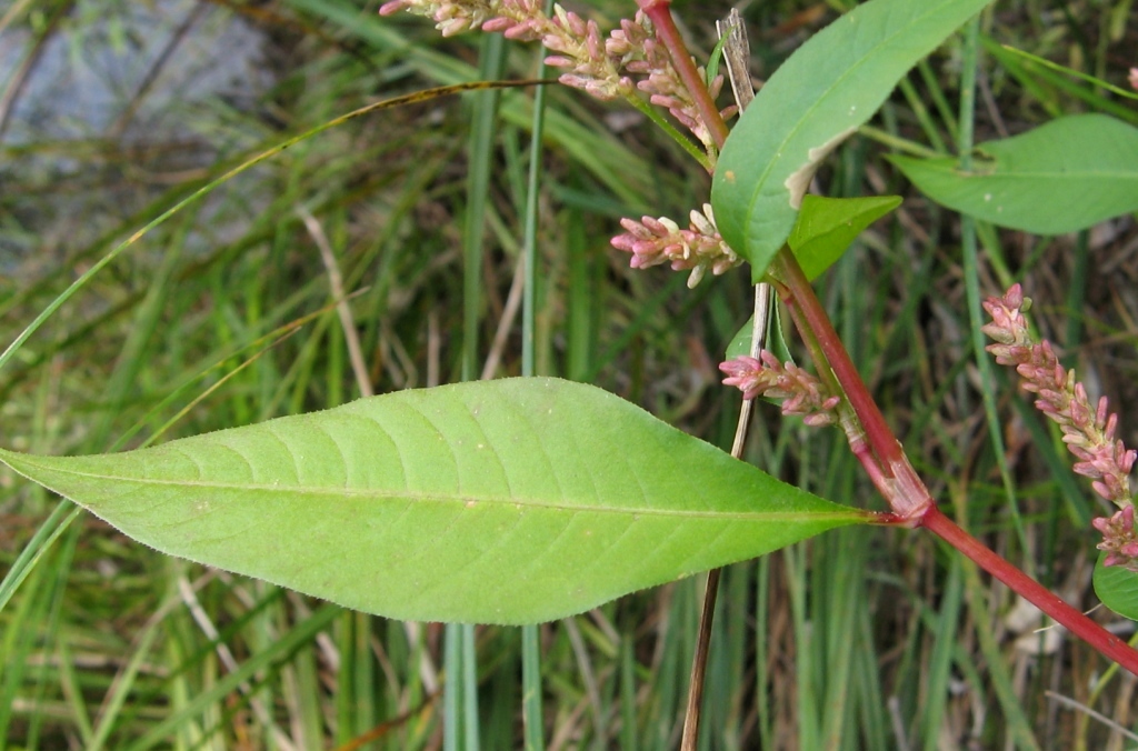 Изображение особи Persicaria hydropiper.