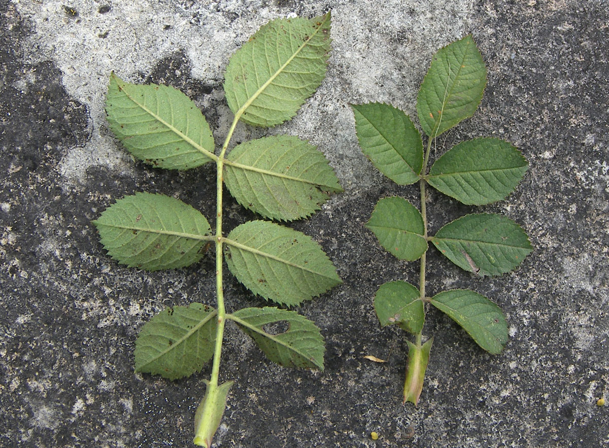 Image of Rosa iberica specimen.