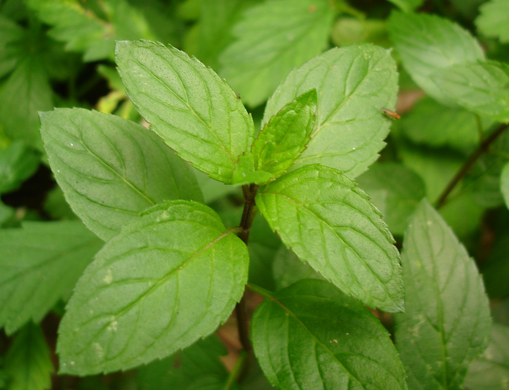 Image of Mentha &times; piperita specimen.