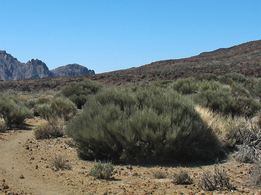 Image of Cytisus supranubius specimen.