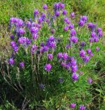 Astragalus onobrychis. Цветущее растение. Республика Татарстан, Бугульминский р-н. 28.06.2009.