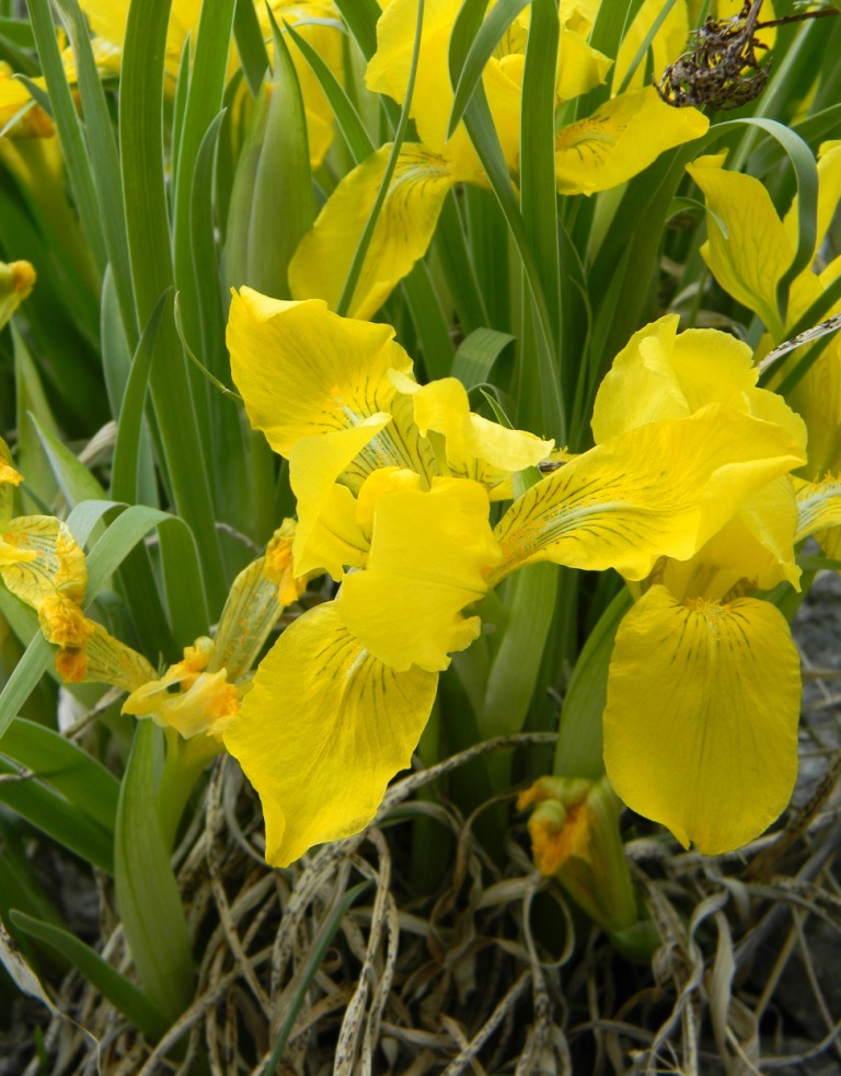 Image of Iris potaninii specimen.
