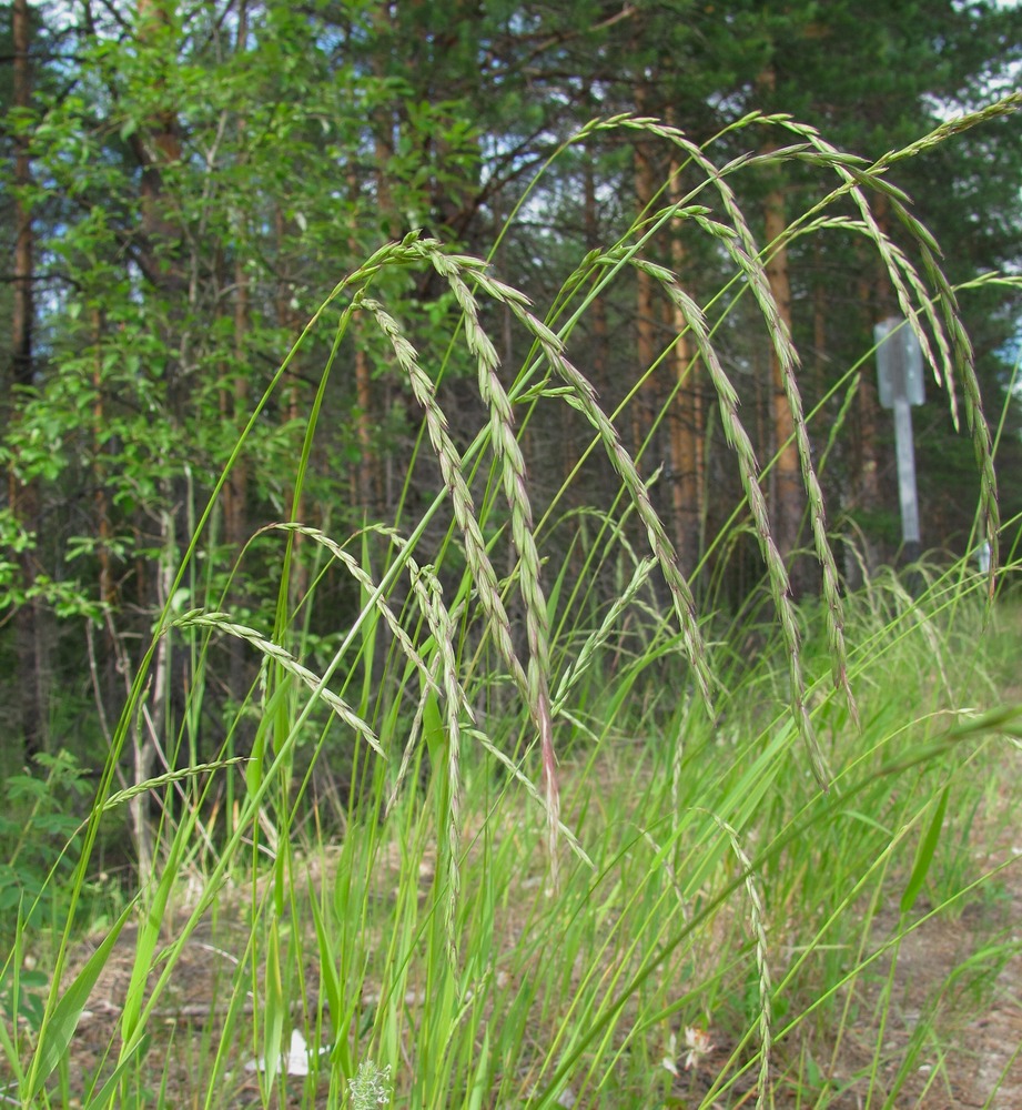 Изображение особи Elymus fibrosus.