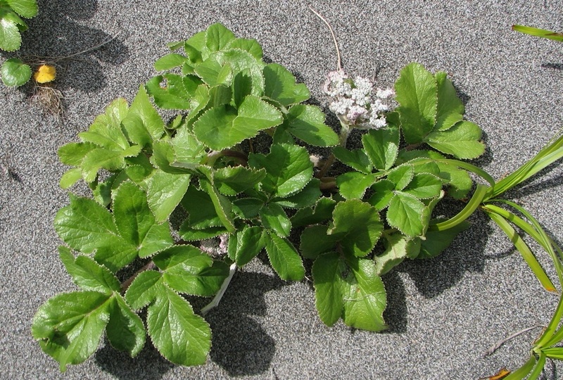 Image of Glehnia litoralis specimen.