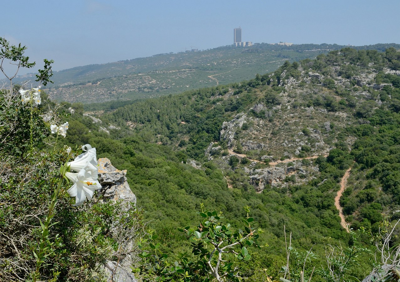 Изображение особи Lilium candidum.