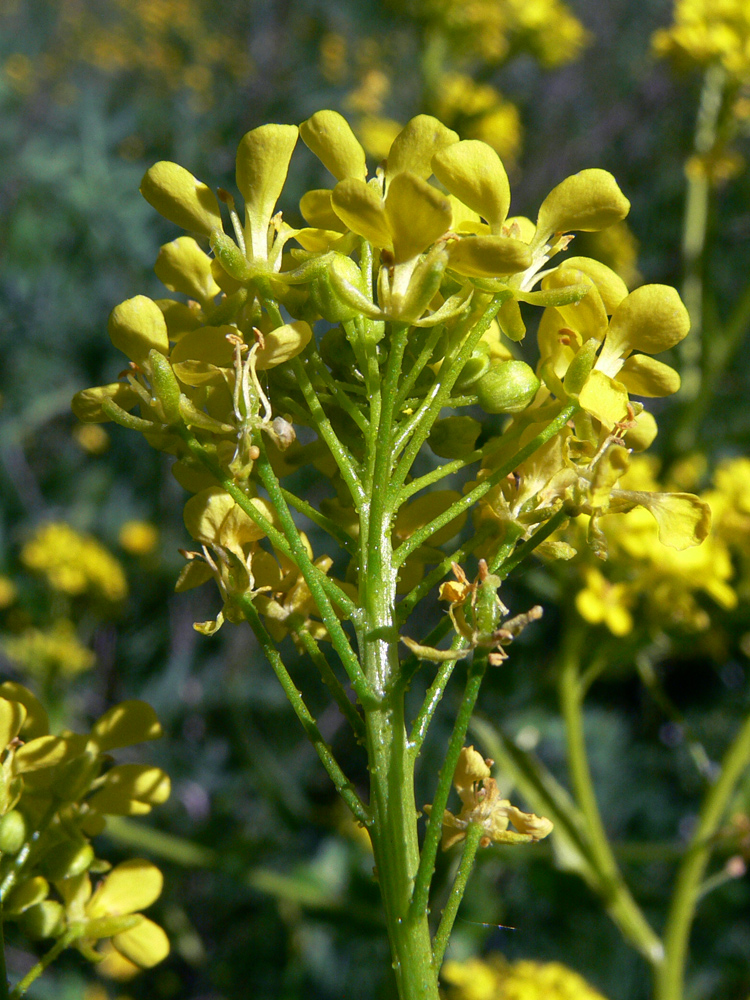 Image of Bunias orientalis specimen.