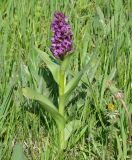 Dactylorhiza incarnata. Цветущее растение. Иркутская обл., Иркутский р-н, левый берег р. Иркут, сырой луг. 11.06.2009.