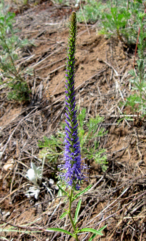 Image of Veronica spicata specimen.