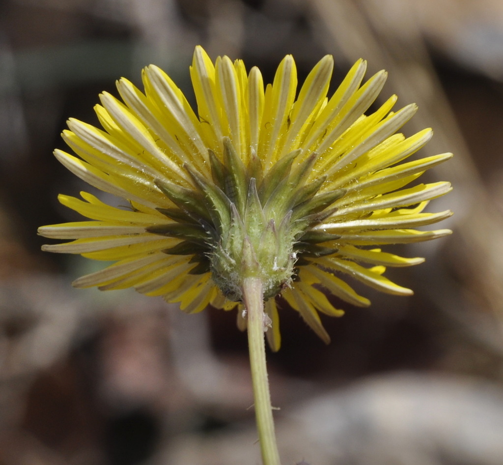 Изображение особи род Sonchus.