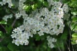 Crataegus monogyna. Соцветие. Нагорный Карабах, Мартунинский р-н, окр. дер. Схторашен, опушка широколиственного леса. 06.05.2013.