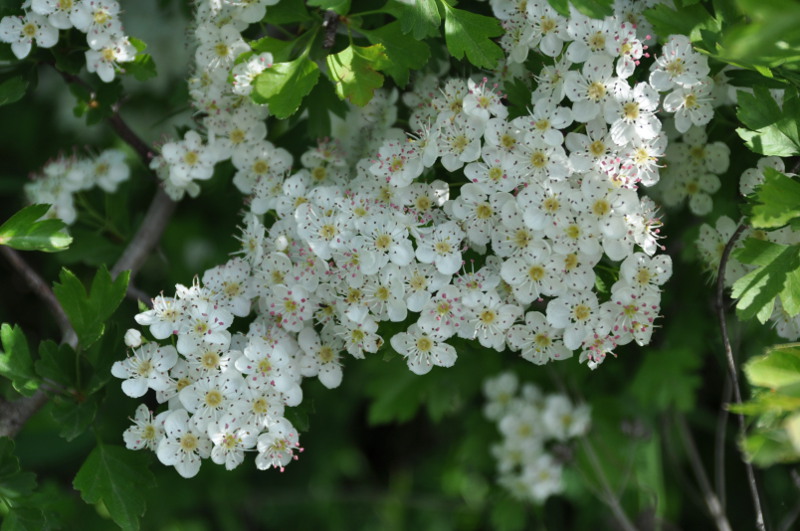 Изображение особи Crataegus monogyna.