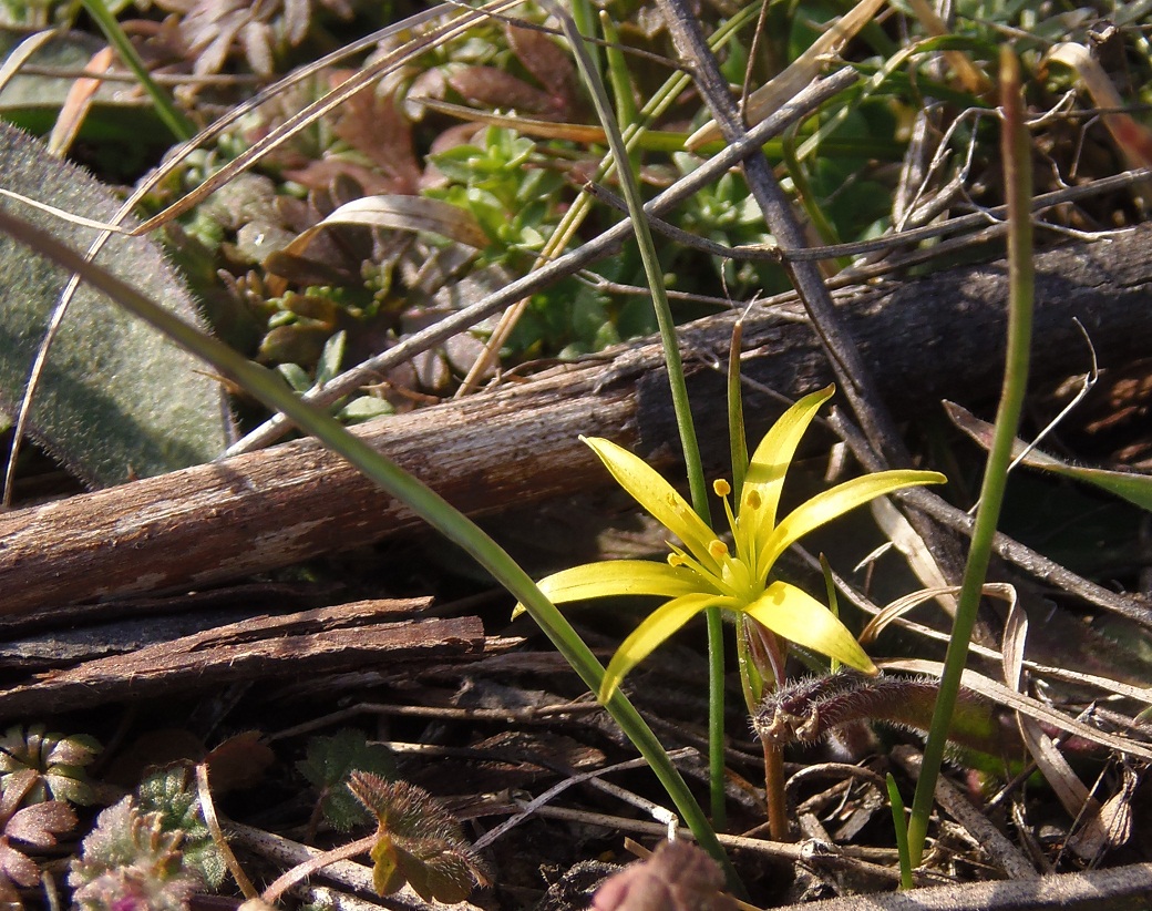 Image of genus Gagea specimen.