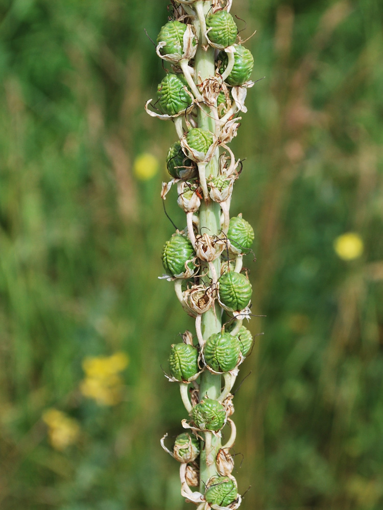 Image of Eremurus regelii specimen.