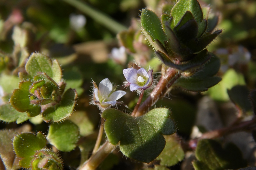 Image of Veronica hederifolia specimen.