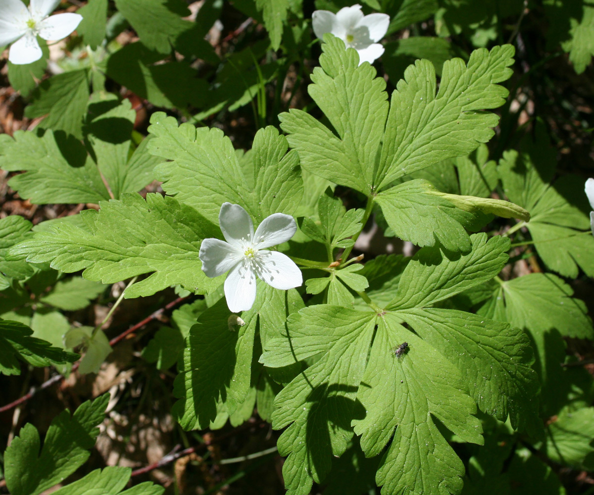 Изображение особи Anemone umbrosa.