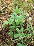 Potentilla alba