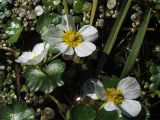 Ranunculus peltatus