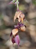 Leycesteria formosa