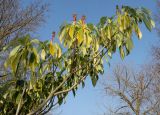Trochodendron aralioides. Плодоносящяя ветвь. Германия, г. Дюссельдорф, Ботанический сад университета. 13.03.2014.