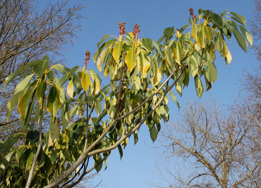 Image of Trochodendron aralioides specimen.