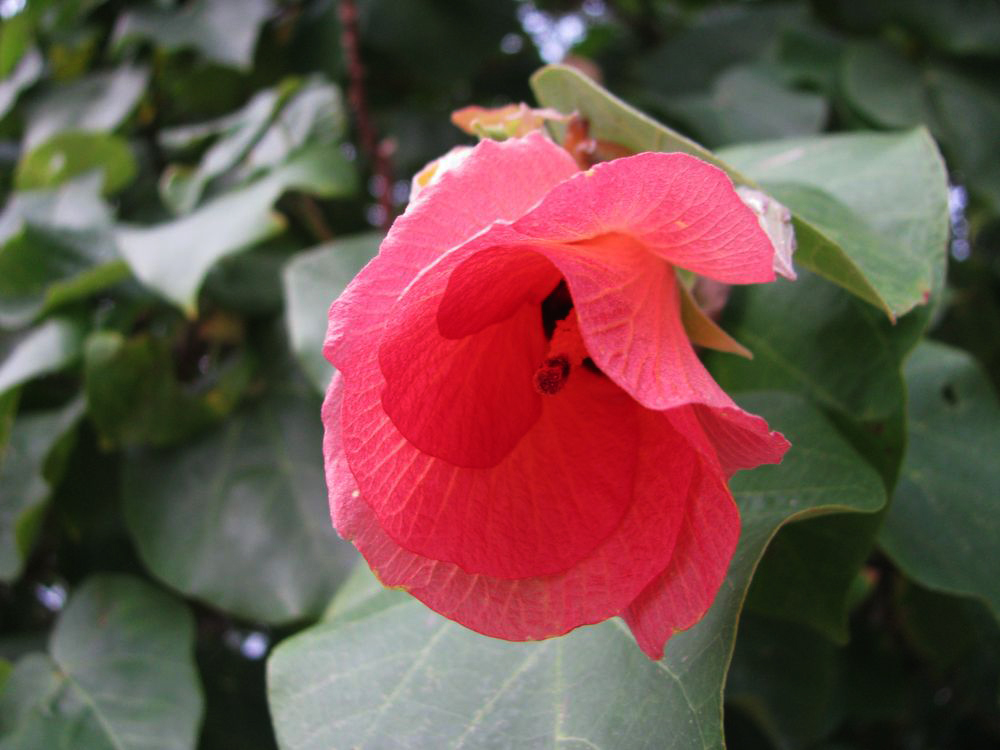 Image of Hibiscus tiliaceus specimen.