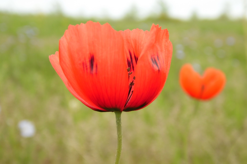 Image of Papaver laevigatum specimen.