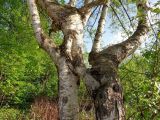 Betula pendula. Взрослое дерево с аномальным стволом. Москва, Кусково, окраина лесопарка. 12.05.2014.