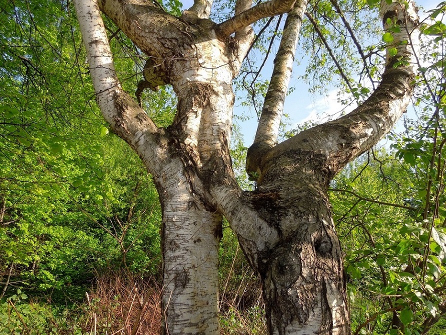 Изображение особи Betula pendula.