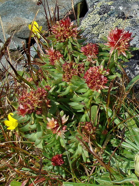 Изображение особи Rhodiola algida.