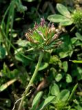 Trifolium scabrum. Верхушка цветущего растения. Крым, окр. Феодосии, Лисья бухта, степная балка. 27 апреля 2014 г.