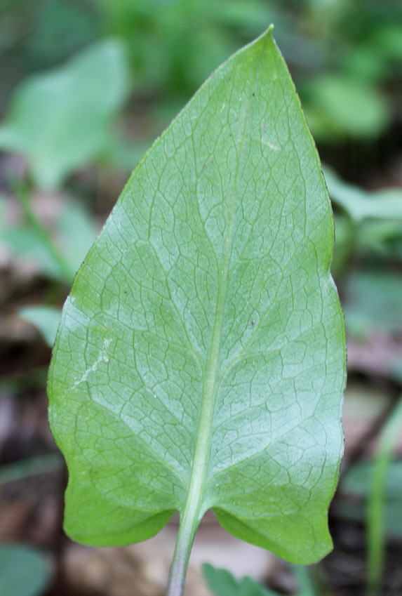 Изображение особи Arum dioscoridis.