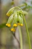 Primula veris