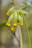 Primula veris. Соцветие. Беларусь, Витебская обл., Городокский р-н, дорога между дер. Панкры и Сурмино, олуговелая обочина. 08.05.2014.