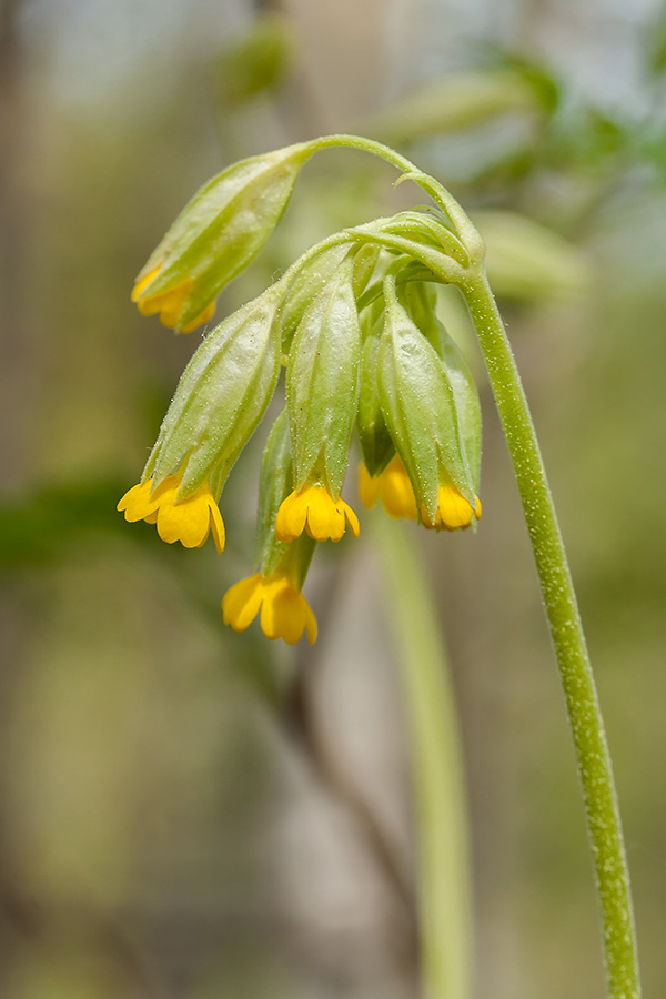 Image of Primula veris specimen.