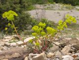 Euphorbia petrophila. Цветущее растение. Краснодарский край, м/о г. Новороссийск, окр. пос. Абрау-Дюрсо, можжевеловое редколесье. 26.04.2014.