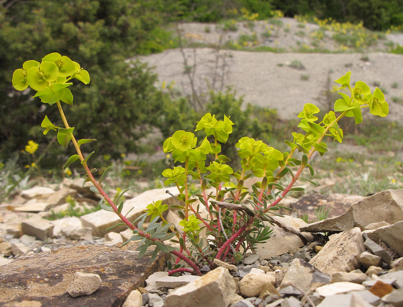 Изображение особи Euphorbia petrophila.