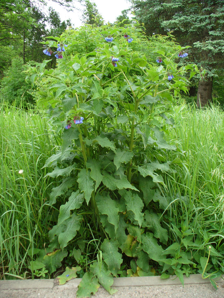 Изображение особи Symphytum asperum.